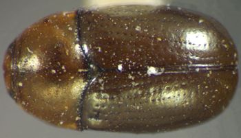 Media type: image;   Entomology 8410 Aspect: habitus dorsal view